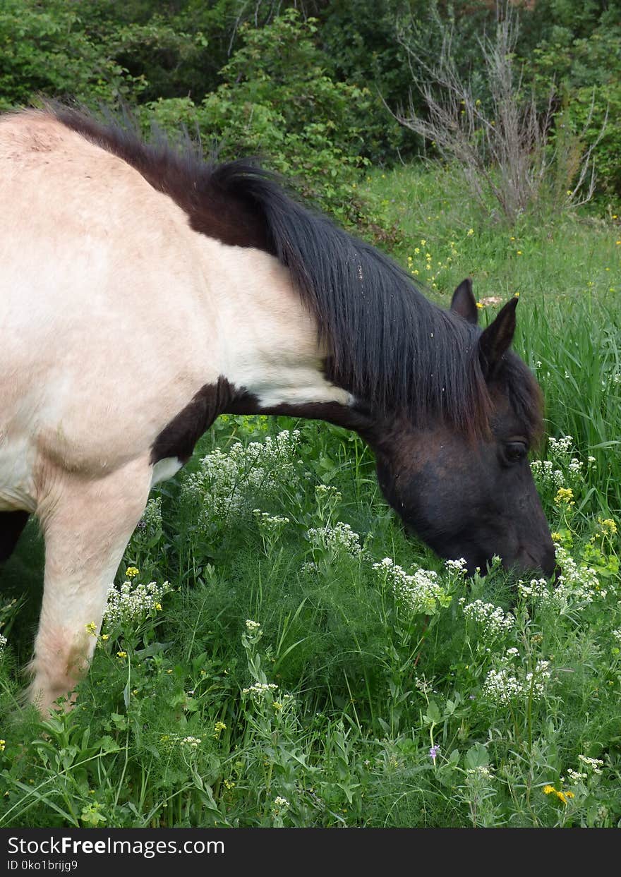 Horse, Pasture, Grass, Grazing