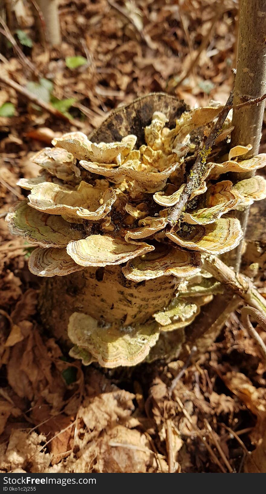 Fungus, Edible Mushroom