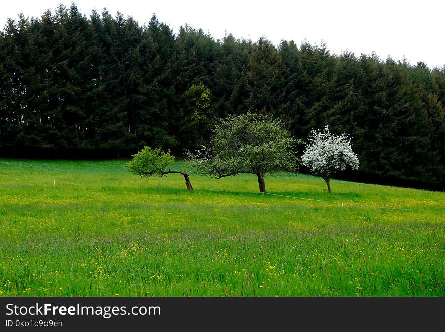 Grassland, Ecosystem, Vegetation, Tree