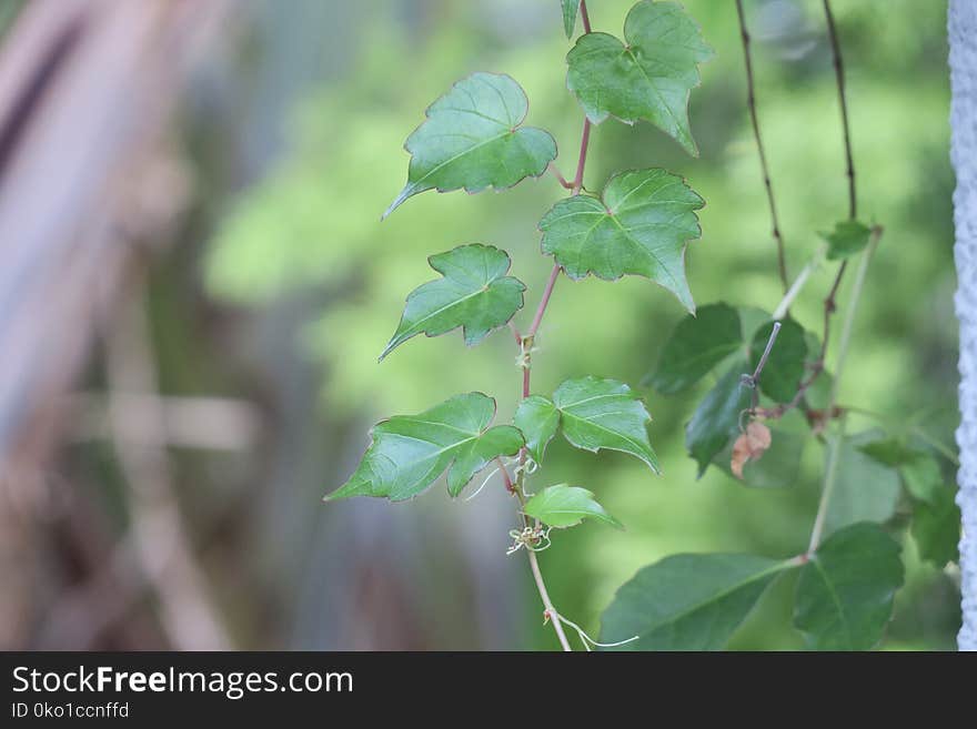 Leaf, Plant, Branch, Tree