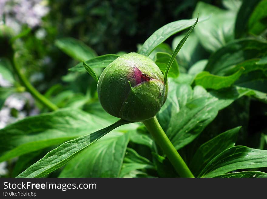 Plant, Flower, Bud, Cypripedium