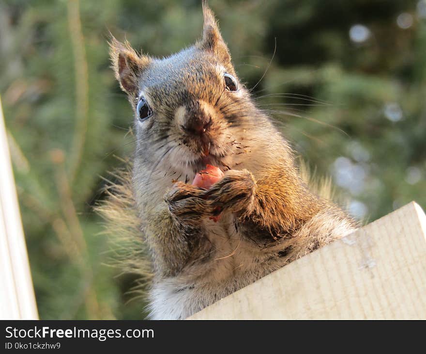 Squirrel, Mammal, Fauna, Whiskers