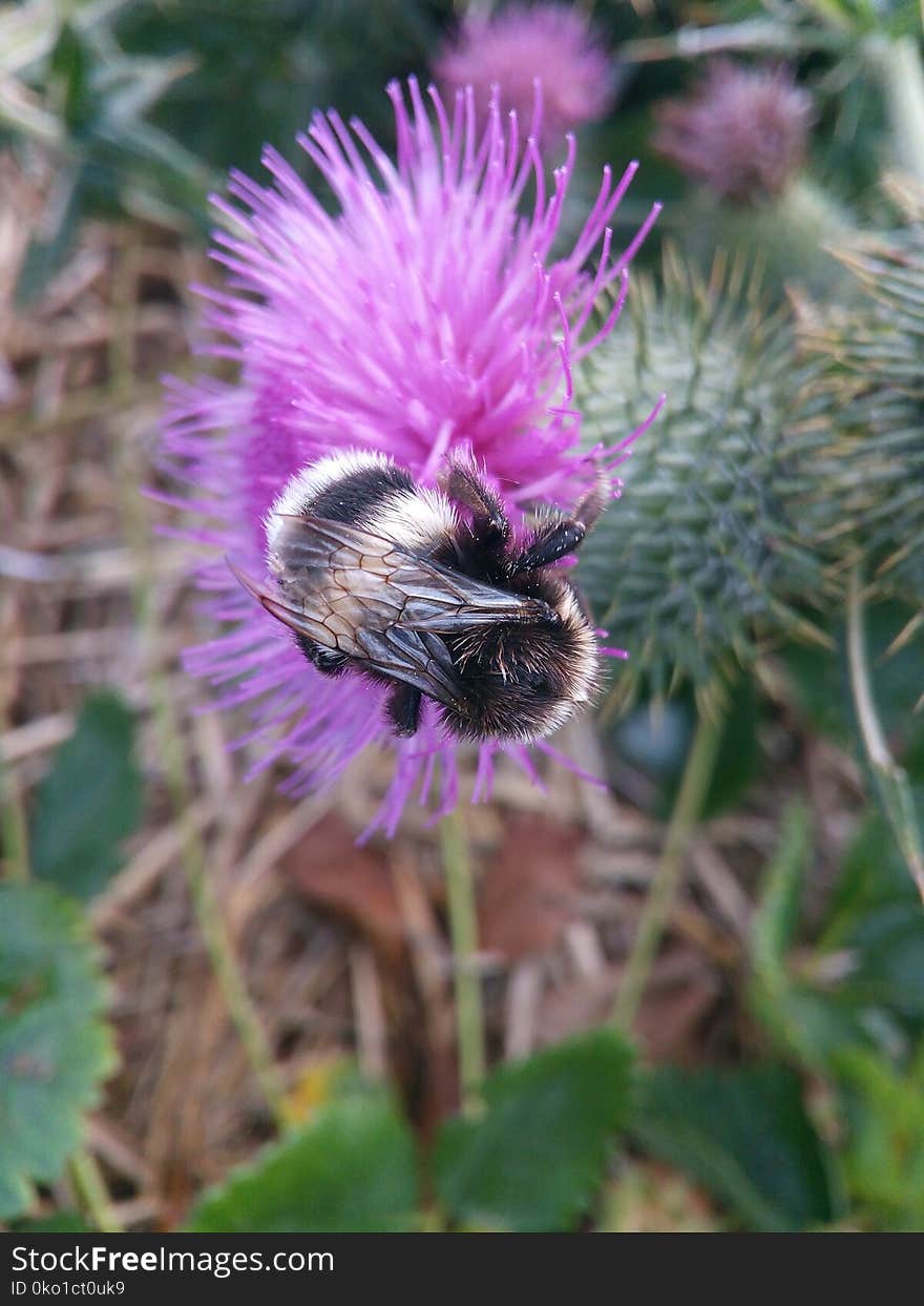 Bee, Thistle, Bumblebee, Silybum