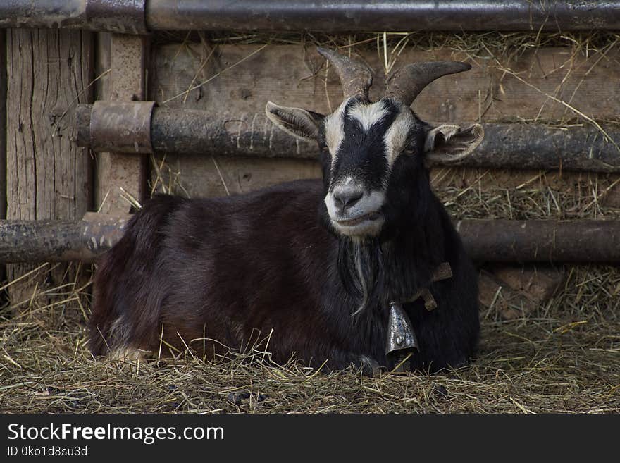 Goats, Goat, Horn, Cow Goat Family