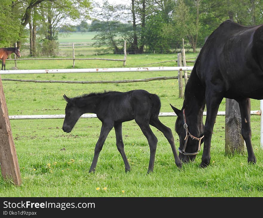 Horse, Pasture, Grazing, Foal