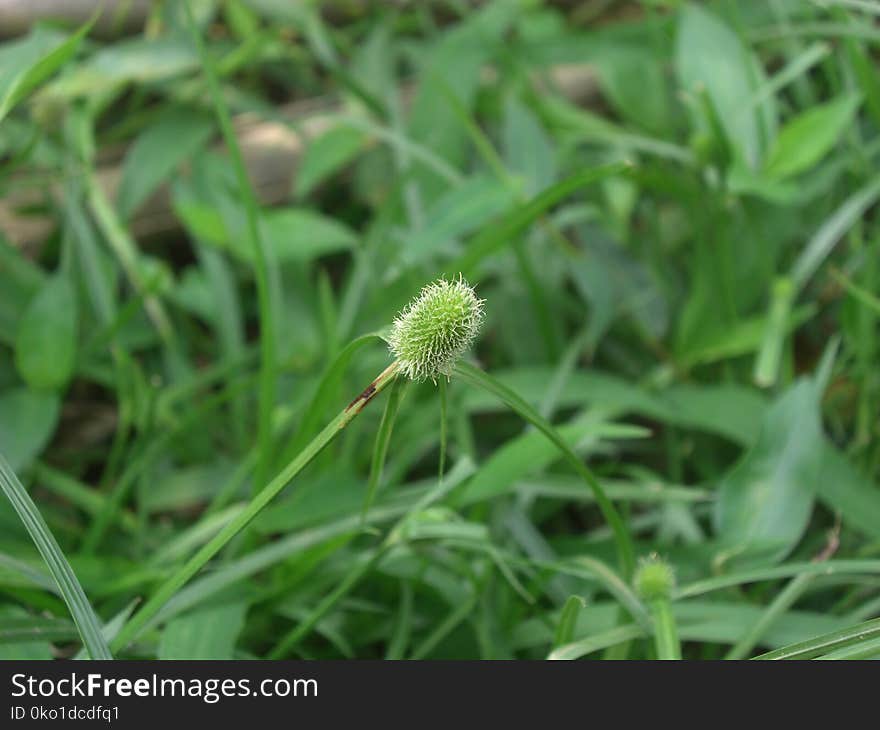 Plant, Grass, Flora, Grass Family