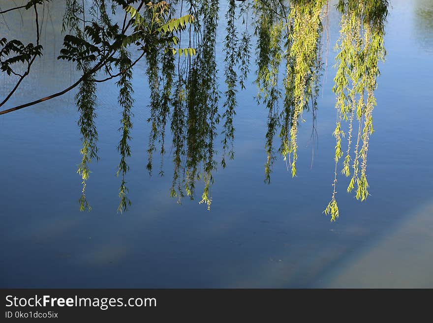 Reflection, Water, Nature, Tree