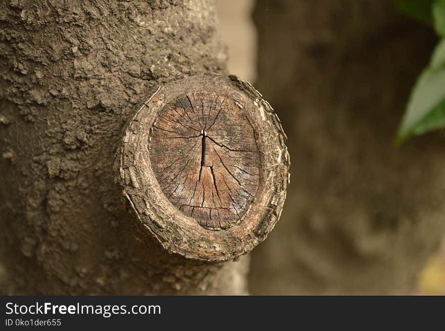 Close Up, Tree, Trunk