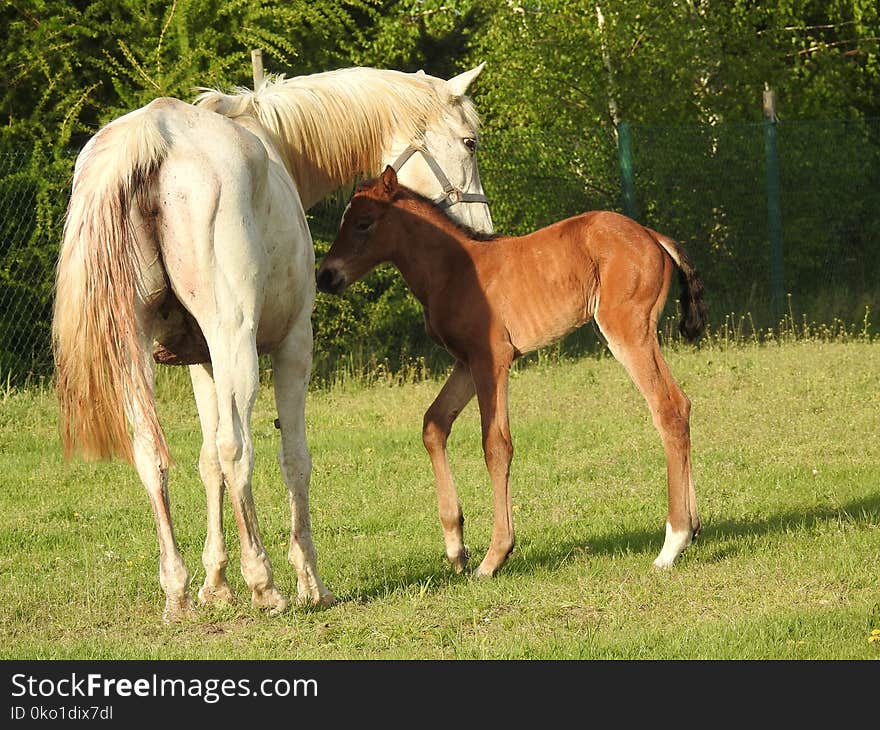 Horse, Pasture, Foal, Mare