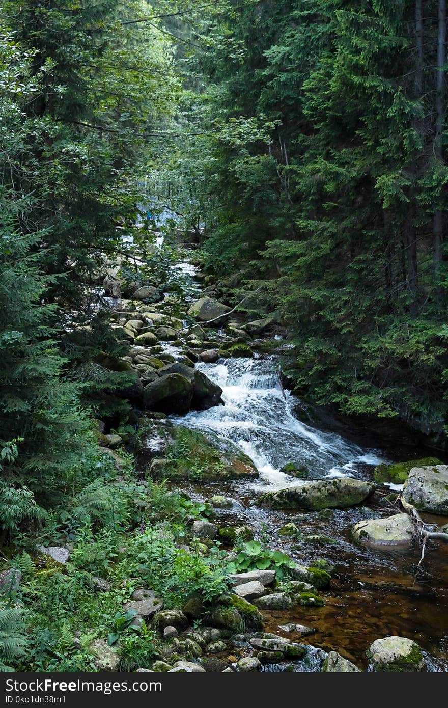 Water, Stream, Nature, Vegetation