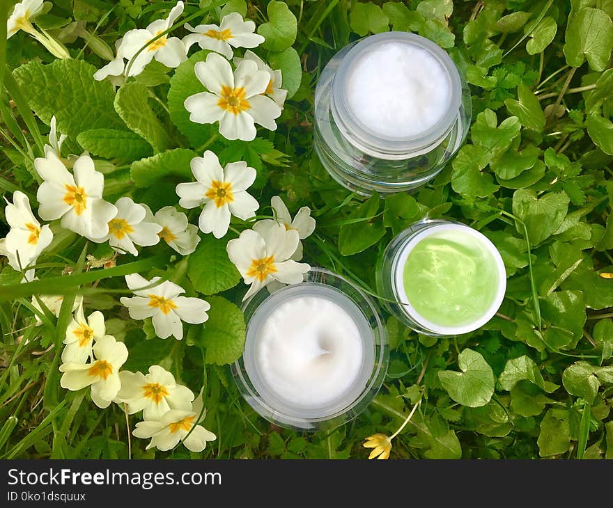 Flower, Plant, Water