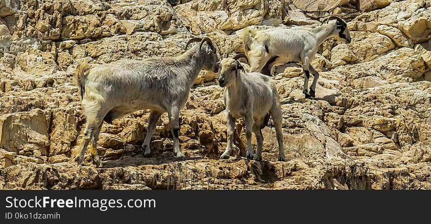 Herd, Fauna, Wildlife, Barbary Sheep