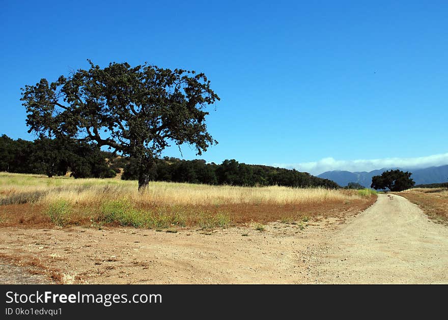 Road, Sky, Ecosystem, Field