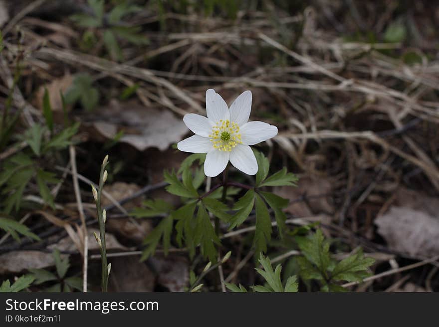 Flower, Plant, Flora, Anemone