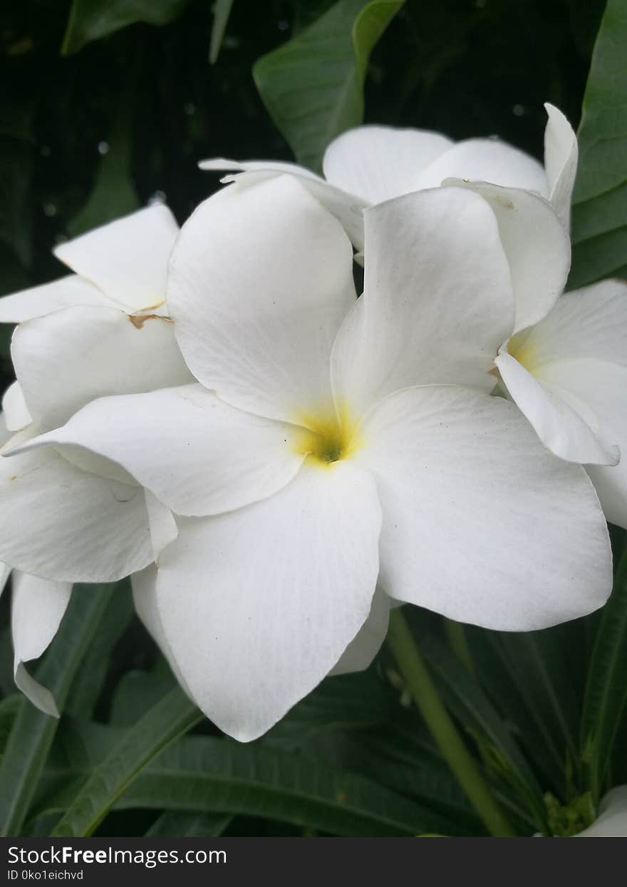 Flower, White, Plant, Flora