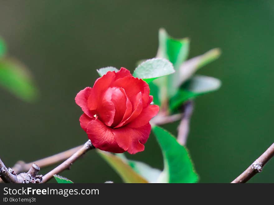 Flower, Plant, Flora, Flowering Plant