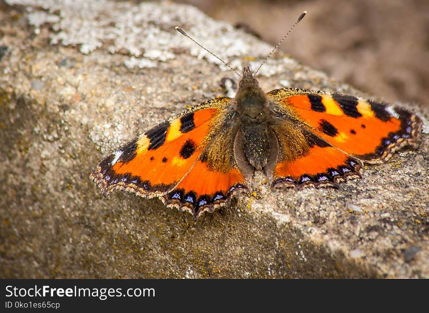 Butterfly, Moths And Butterflies, Insect, Invertebrate