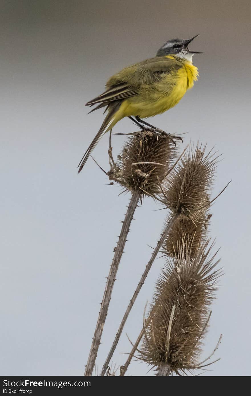 Bird, Fauna, Beak, Feather