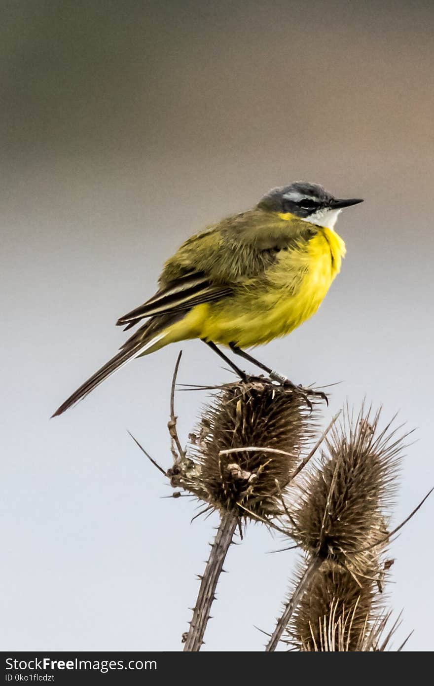 Bird, Fauna, Beak, Feather