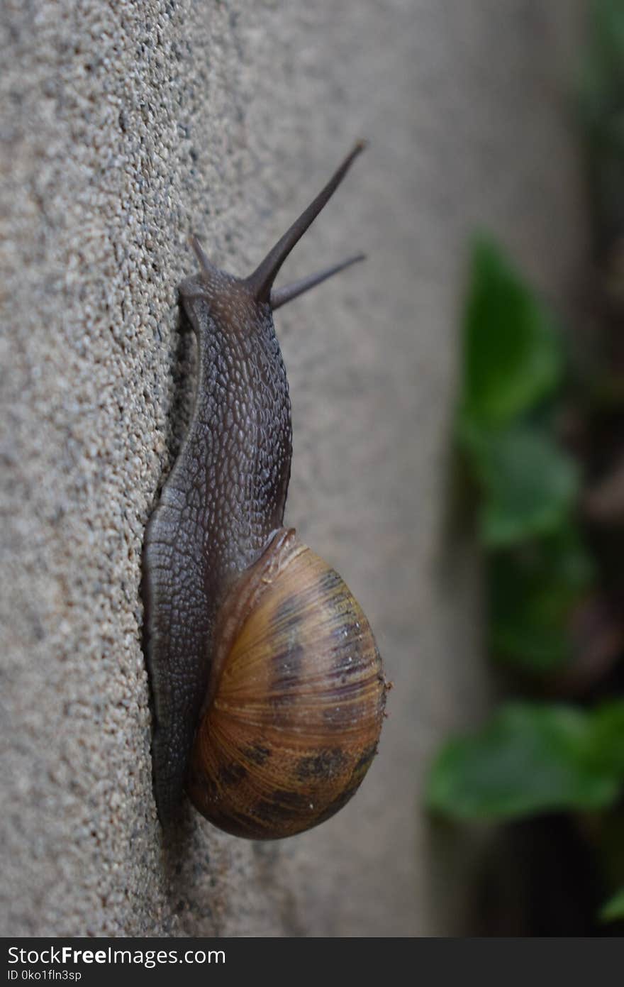 Snails And Slugs, Snail, Molluscs, Invertebrate