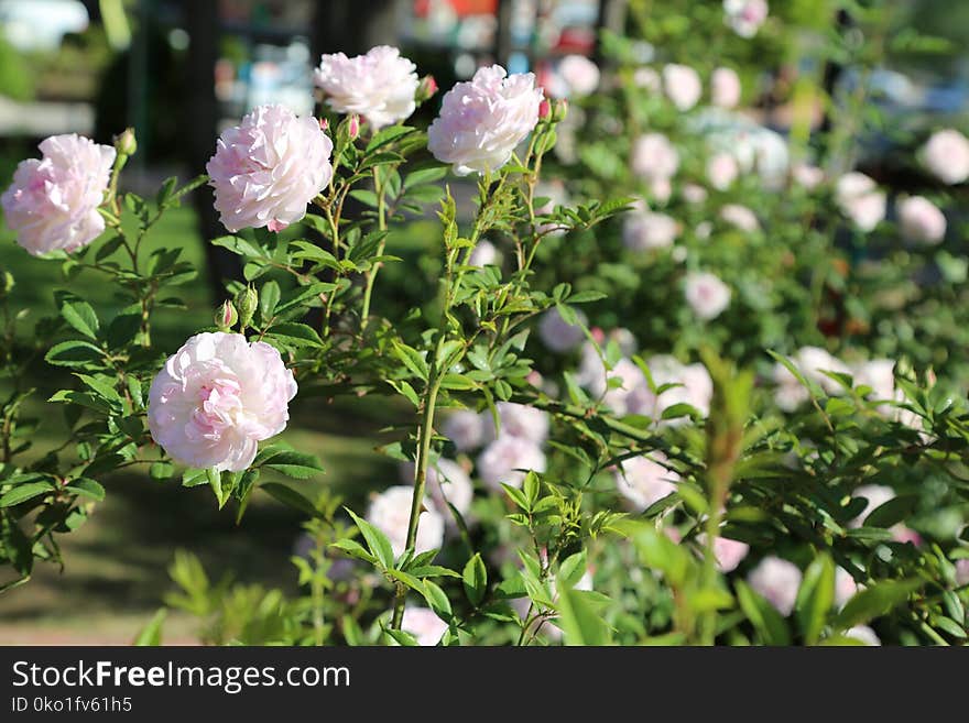 Plant, Flower, Rose Family, Flowering Plant