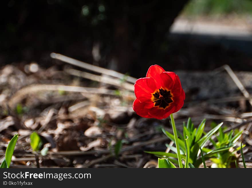 Flower, Plant, Flora, Flowering Plant