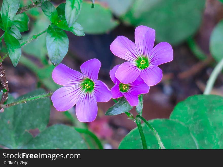 Flower, Flora, Plant, Purple