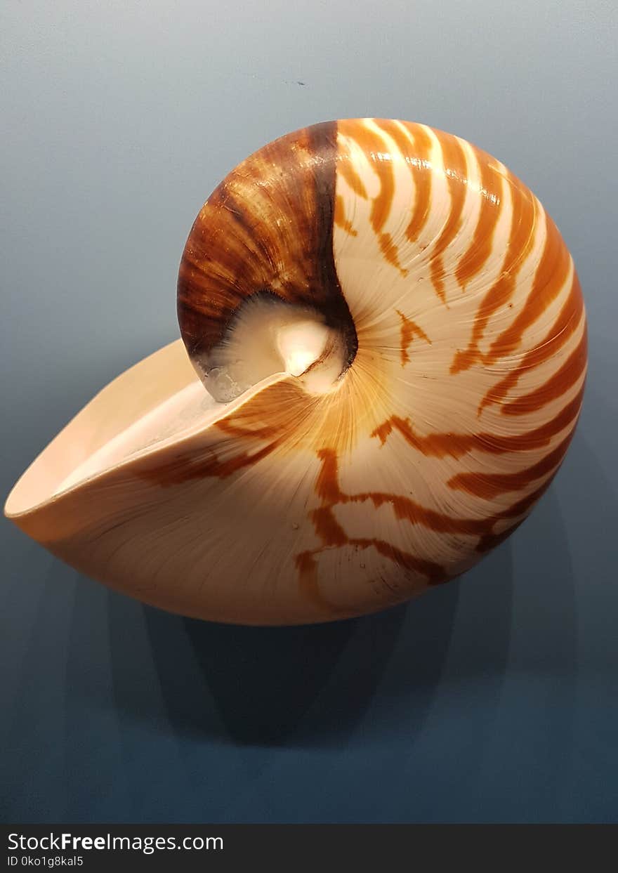 Seashell, Invertebrate, Nautilida, Conch