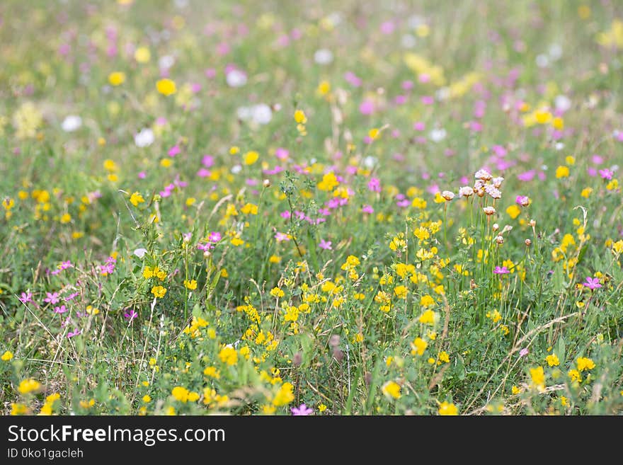 Flower, Wildflower, Yellow, Meadow