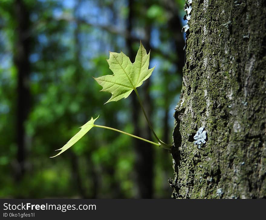 Leaf, Vegetation, Tree, Deciduous