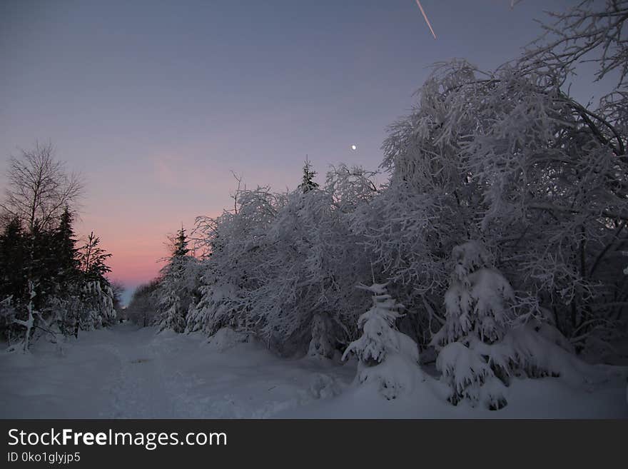 Winter, Snow, Sky, Tree