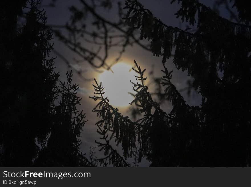 Branch, Sky, Darkness, Tree