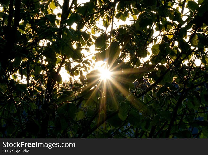 Nature, Vegetation, Leaf, Branch