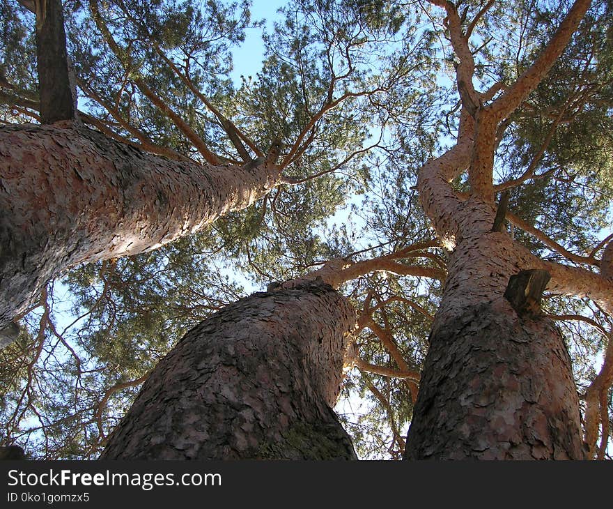 Tree, Woody Plant, Branch, Trunk