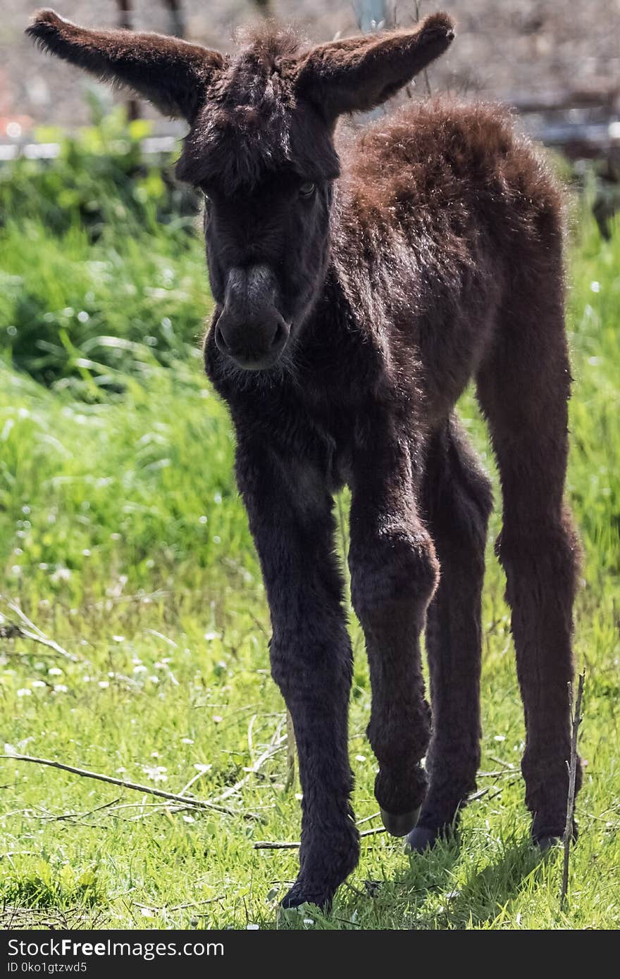 Donkey, Horse Like Mammal, Fauna, Pasture