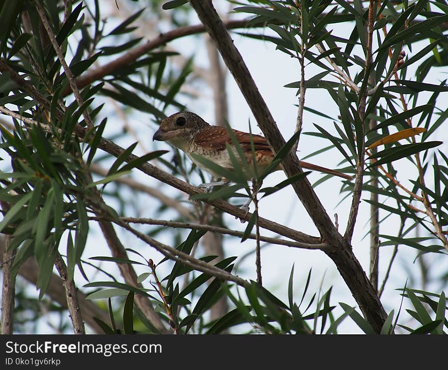 Bird, Fauna, Beak, Flora