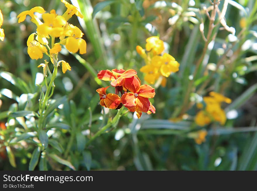 Flower, Plant, Flora, Flowering Plant