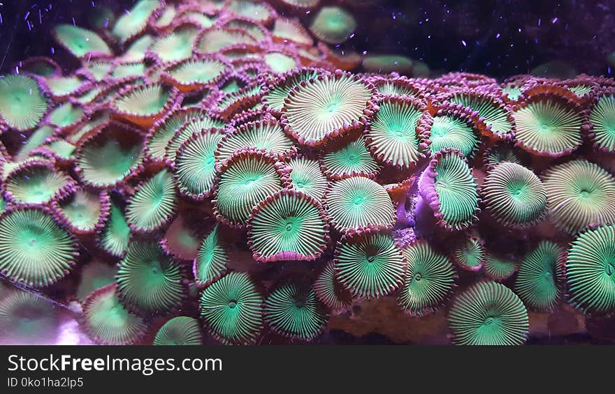 Coral Reef, Coral, Stony Coral, Marine Biology