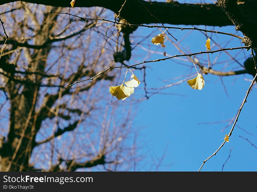 Branch, Leaf, Flora, Sky