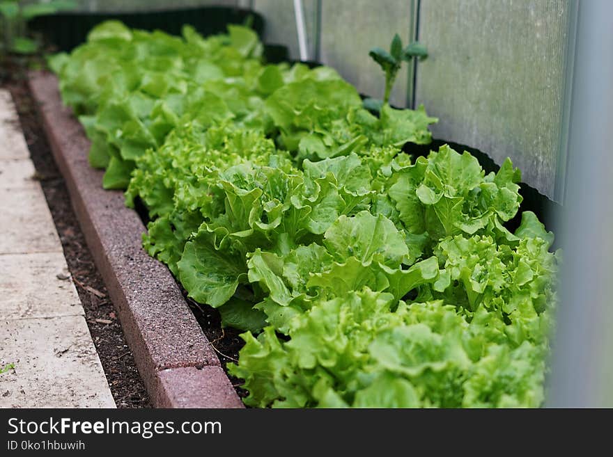 Leaf Vegetable, Lettuce, Vegetable, Produce