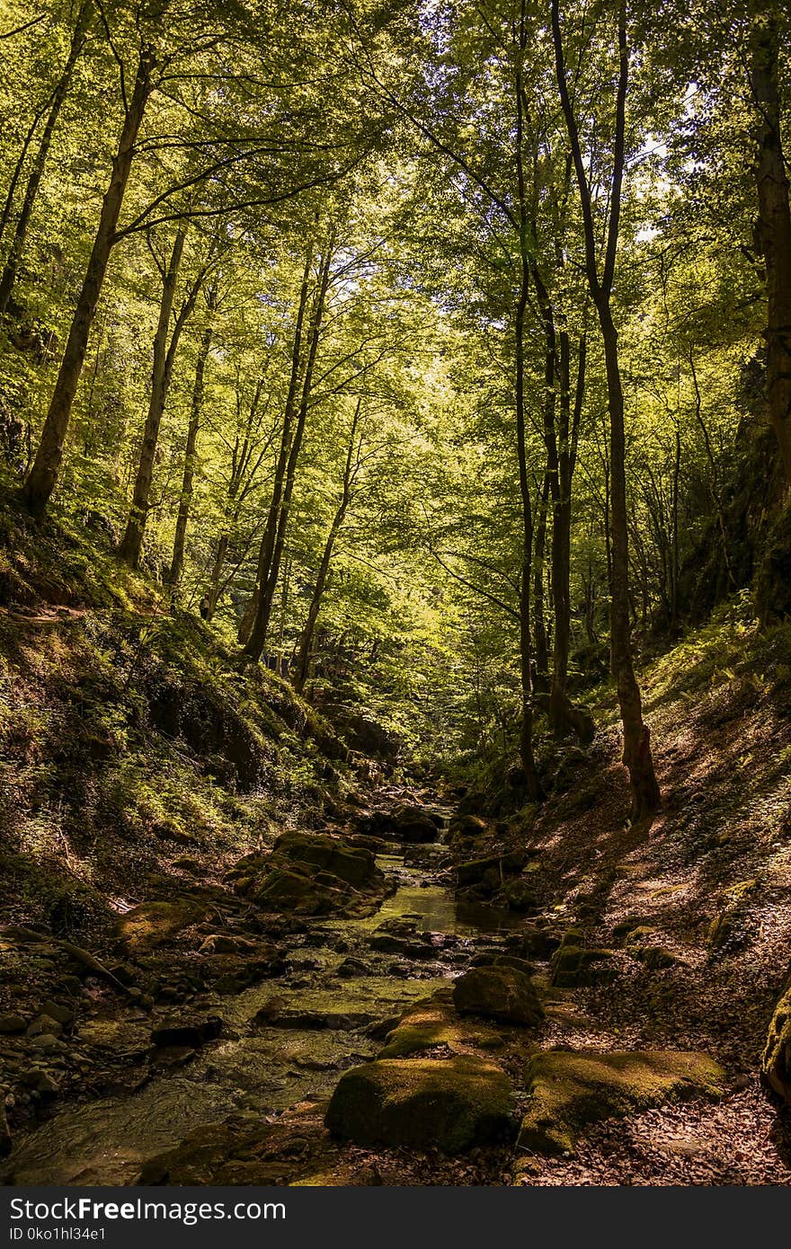 Woodland, Nature, Forest, Vegetation