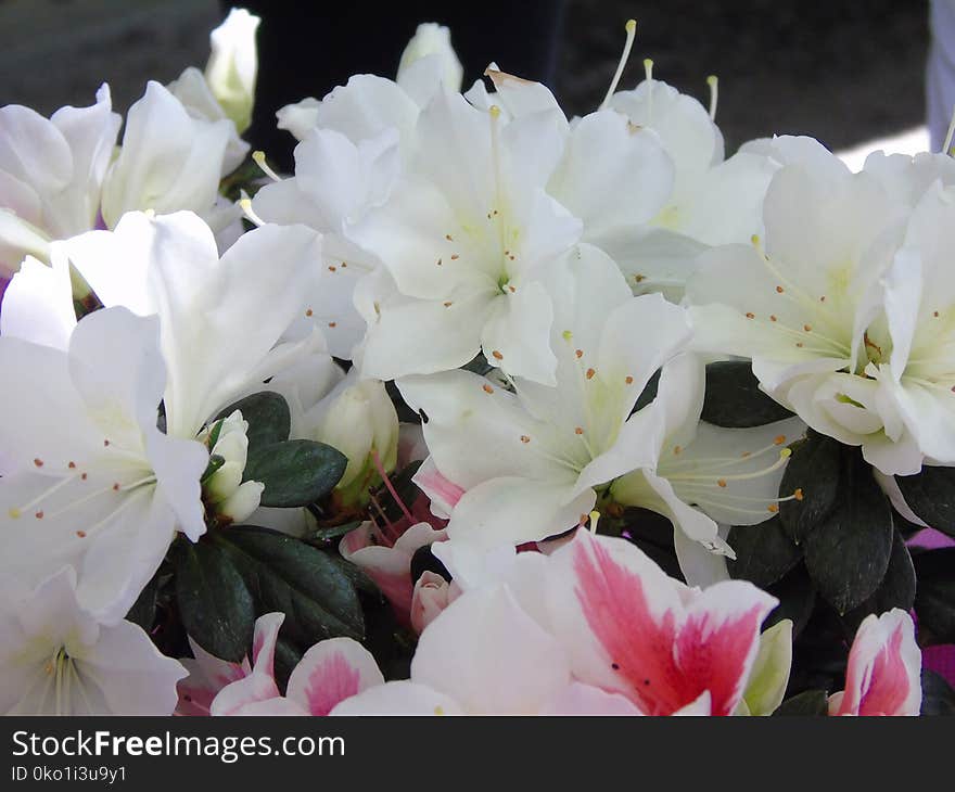 Flower, Plant, White, Pink