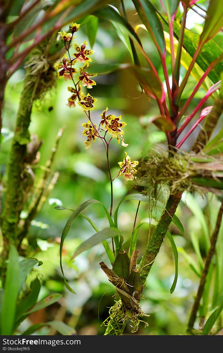 Beautiful orchids in natural environment in Tropical Botanical Garden of the Big Island of Hawaii. Lush tropical vegetation of the