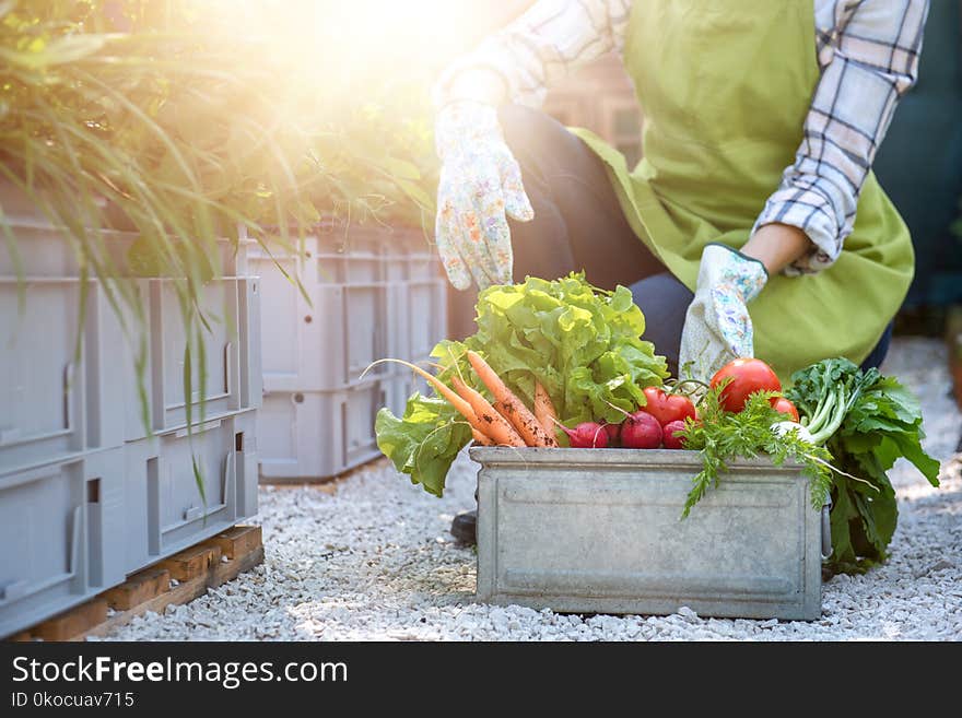 Unrecognisable female farmer holding crate full of freshly harvested vegetables in her garden. Homegrown bio produce concept. Small business owner.