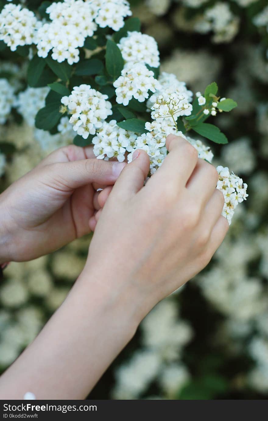 FemaleLittle girl& x27;s Hands Holding Playing Little White Flowers bush. Spring time.