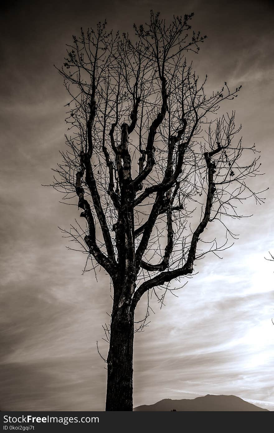 This black and white photo of a dying tree was taken in the foothills of southern california. This black and white photo of a dying tree was taken in the foothills of southern california