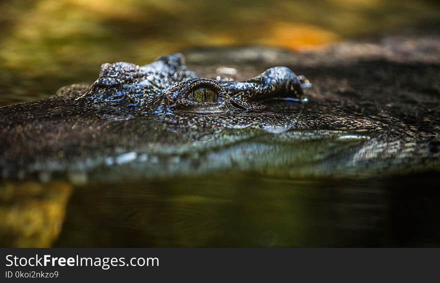 The Hunting Gator