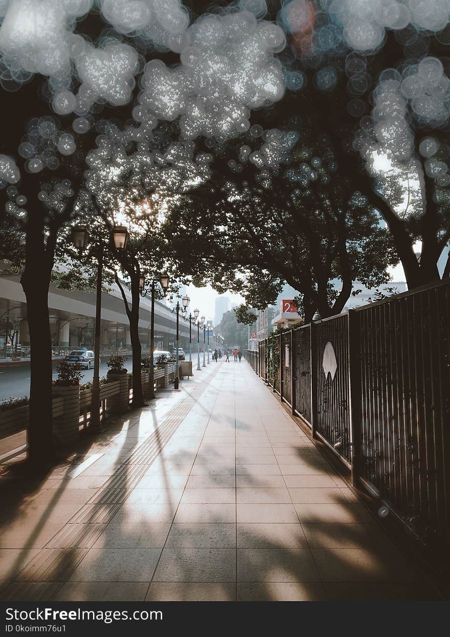 Pavement under the tree shade in Shanghai, China