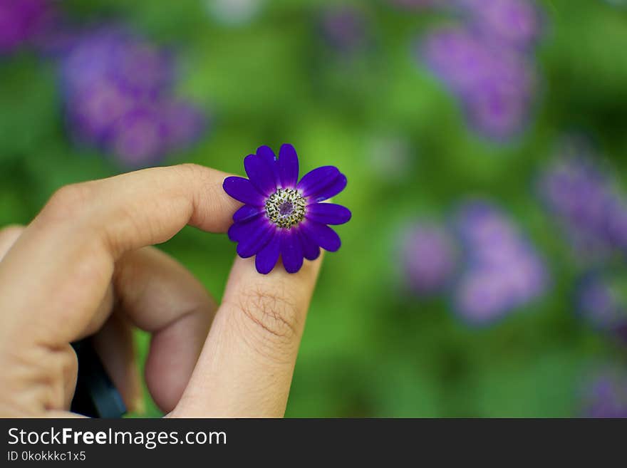 Person Holding Purple Petaled Flower in Bloom at Daytime