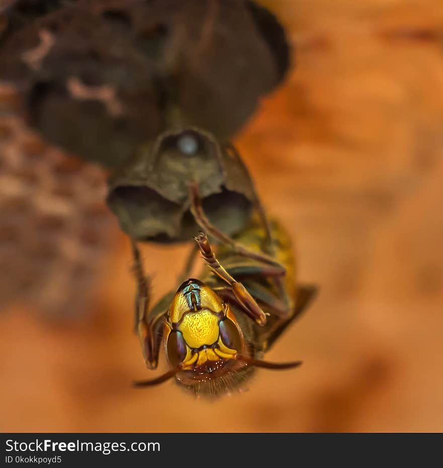 Macro Photography of Bee